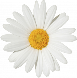 Common daisy Stock photography Transvaal daisy Flower Clip art ...