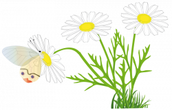 Clipart - a butterfly on a daisy