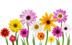 Free may flowers clipart | Clipart | Spring flowers images ...