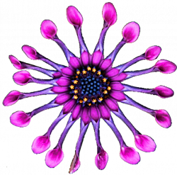 African daisy clipart - Clipground