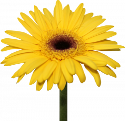 Daisy PNG Pic | PNG Mart