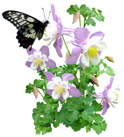 Free photo Insect Butterfly Flowers Summer - Max Pixel