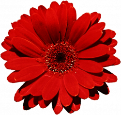 HD Pin Red Daisy Clip Art - Red Flower Transparent ...