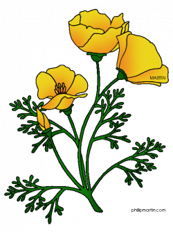 Poppy clipart drawn - Pencil and in color poppy clipart drawn