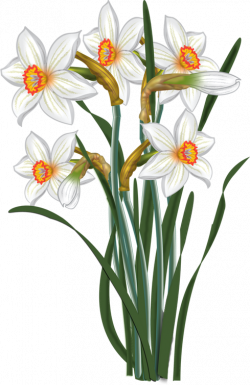 Daisy Clipart daffodil flower - Free Clipart on Dumielauxepices.net