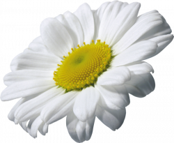 Daisy clipart margarita flower ~ Frames ~ Illustrations ~ HD images ...