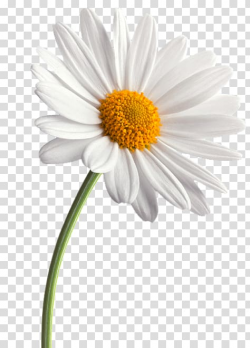 Common daisy Flower Daisy family Transvaal daisy, small ...