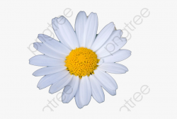 White Daisies Small Transparent - Oxeye Daisy, Cliparts ...