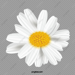 Small Daisy Flower, Daisy Clipart, Flower Clipart, Simple ...