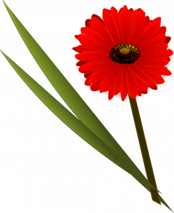 Collection of Gerbera Daisy Cliparts | Buy any image and use it for ...