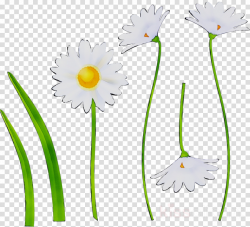 Flower Stem clipart - Flower, Daisy, Plant, transparent clip art