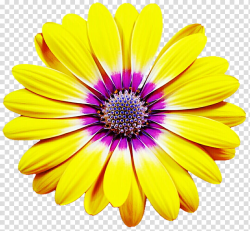 Yellow Summer Daisy transparent background PNG clipart ...