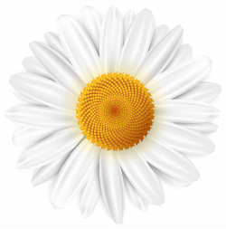 Camomile clipart transparent png - Pencil and in color camomile ...
