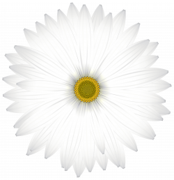 Delicate White Daisy Transparent PNG Clip Art Image | Gallery ...