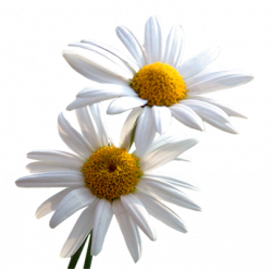 Index of /users/tbalze/flower/Daisy
