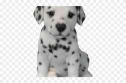 Dalmatian Clipart Puppy Chow - Dalmatian Puppy, HD Png ...