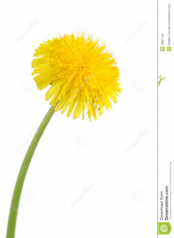 Yellow Dandelion Clipart