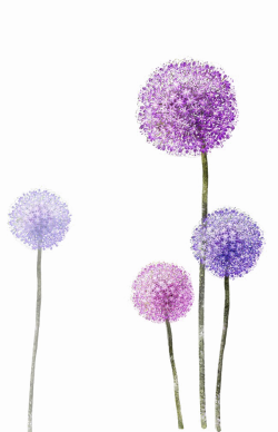 Colored Dandelion PNG Photos | PNG Mart