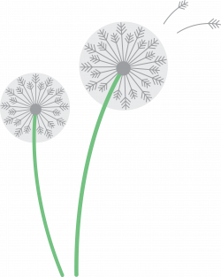 Two White Dandelions - Free Clip Art