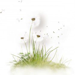 Colored Dandelion PNG File | PNG Mart