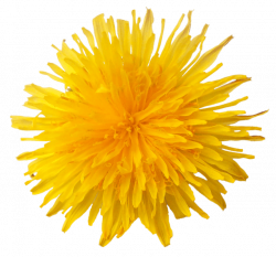 Dandelion Flower transparent PNG - StickPNG