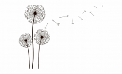Dandelion Clipart Pinterest - Dandelion Clock Line Drawing ...