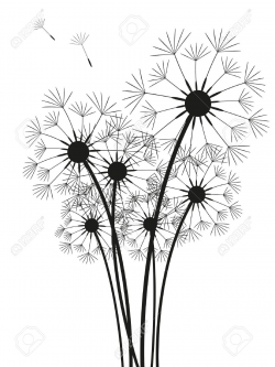 Dandelion Black And White Drawing at PaintingValley.com ...
