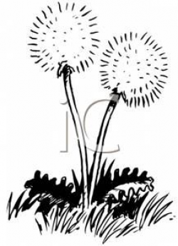Black and White Dandelion Puffs - Royalty Free Clipart ...