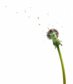 Dandelion Blowing transparent PNG - StickPNG