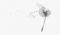 Dandelion Clipart Gif Transparent - Dandelion Flower Black ...