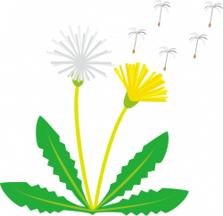 28+ Collection of Dandelion Flower Clipart | High quality, free ...
