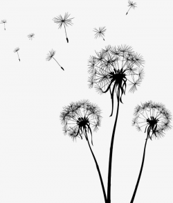 Dandelion, Plant, Fei Xu PNG Transparent Clipart Image and ...