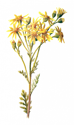 Antique Images: Digital Stock Wildflower Image Flower Illustration ...