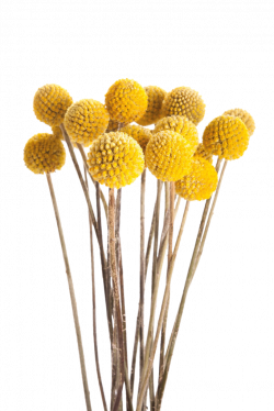 Dried-yellow-Flowers.png | Pinterest | Flowers, Flora and Plants