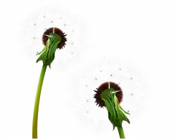 Dandelion Clip art - Two dandelions 2142*1707 transprent Png Free ...