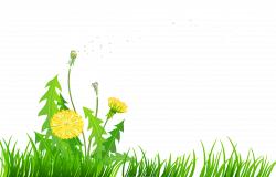 Grass with Dandelions PNG Clipart | Gallery Yopriceville - High ...