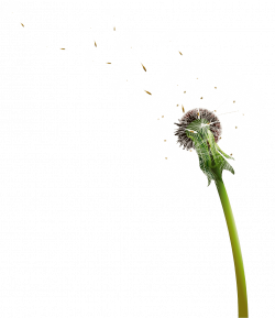 dandelion png - Free PNG Images | TOPpng