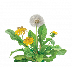 dandelion png - Free PNG Images | TOPpng