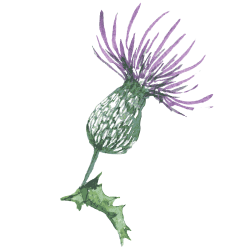 Beautiful .png thistle set as my profile pic. Source unknown ...
