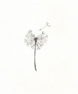 Soft and minimalist dandelion illustration | | tat | Tattoos ...