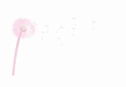Dandelion Seedhead Pink Clipart Free Stock Photo - Public ...