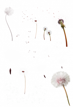 Dandelion Google Images Clip art - White fresh dandelion decorative ...
