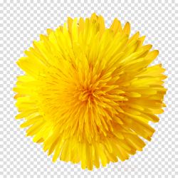 dandelion yellow flower pollen dandelion clipart - Dandelion ...