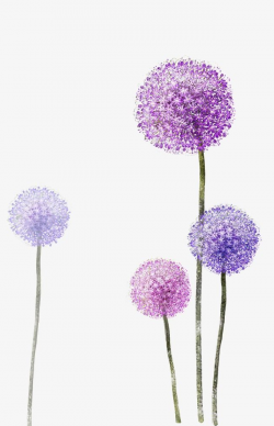 Purple Dandelion, Flower, Purple PNG Transparent Clipart ...