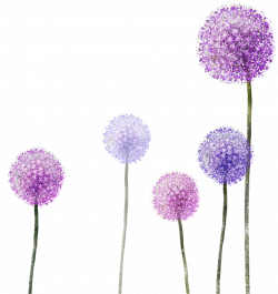 dandelion flowers purple ftestickers...