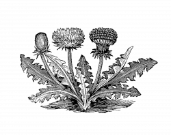 Antique Images: Free Vintage Botanical Graphic: Black and White ...