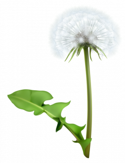 Common Dandelion Flower Clip art - White dandelion 614*800 ...