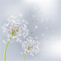 Two flowers dandelions Free vector in Adobe Illustrator ai ...