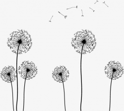 Download dandelion drawing clipart Common Dandelion Drawing ...
