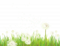 Transparent Grass with Dandelions PNG Clipart | Gallery ...